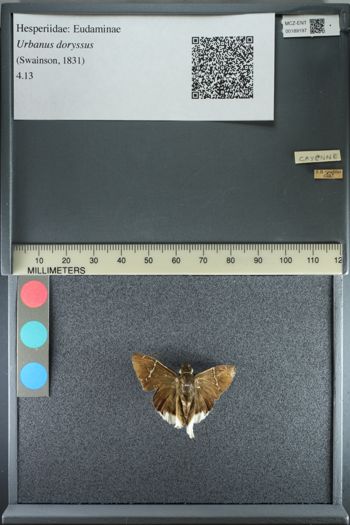 Media type: image;   Entomology 189197